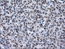 TTLL12 Mouse anti-Human, Rat, Clone: OTI4B2, liquid, TrueMAB 100 &mu;L;