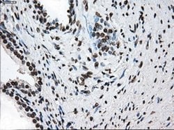 TTLL12 Mouse anti-Human, Rat, Clone: OTI4B2, liquid, TrueMAB 100 &mu;L;