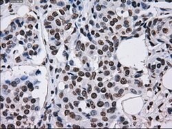 TTLL12 Mouse anti-Human, Rat, Clone: OTI4B2, liquid, TrueMAB 100 &mu;L;