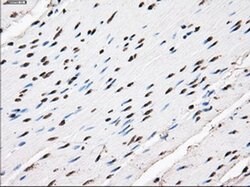 TTLL12 Mouse anti-Human, Rat, Clone: OTI4B2, liquid, TrueMAB 100 &mu;L;