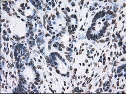 TTLL12 Mouse anti-Human, Rat, Clone: OTI4B2, liquid, TrueMAB 100 &mu;L;