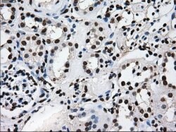 TTLL12 Mouse anti-Human, Rat, Clone: OTI4B2, liquid, TrueMAB 100 &mu;L;