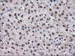 TTLL12 Mouse anti-Human, Rat, Clone: OTI4B2, liquid, TrueMAB 100 &mu;L;