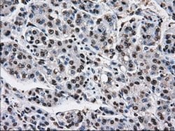 TTLL12 Mouse anti-Human, Rat, Clone: OTI4B2, liquid, TrueMAB 100 &mu;L;