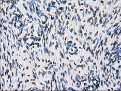 TTLL12 Mouse anti-Canine, Human, Rat, Clone: OTI7F11, liquid, TrueMAB 100