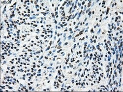 TTLL12 Mouse anti-Canine, Human, Rat, Clone: OTI7F11, liquid, TrueMAB 100