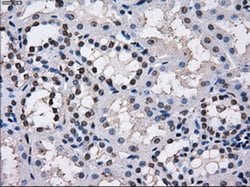 TTLL12 Mouse anti-Canine, Human, Rat, Clone: OTI7F11, liquid, TrueMAB 100