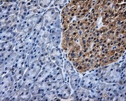 TTLL12 Mouse anti-Human, Clone: OTI6E4, liquid, TrueMAB 100 &mu;L; Unconjugated:Antibodies,