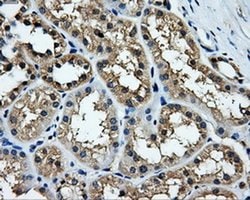 TTLL12 Mouse anti-Human, Clone: OTI6E4, liquid, TrueMAB 100 &mu;L; Unconjugated:Antibodies,