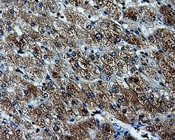 TTLL12 Mouse anti-Human, Clone: OTI6E4, liquid, TrueMAB 100 &mu;L; Unconjugated:Antibodies,