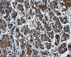 TTLL12 Mouse anti-Human, Clone: OTI6E4, liquid, TrueMAB 100 &mu;L; Unconjugated:Antibodies,