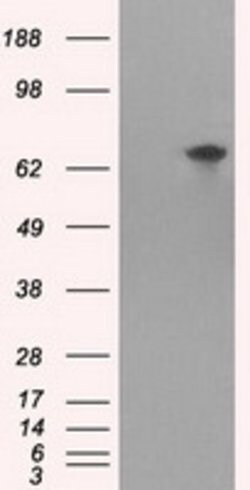 TTLL12 Mouse anti-Human, Clone: OTI13H9, lyophilized, TrueMAB 100 &mu;g;
