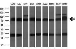 TTLL12 Mouse anti-Human, Clone: OTI13H9, lyophilized, TrueMAB 100 &mu;g;