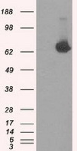 TTLL12 Mouse anti-Human, Clone: OTI1A2, lyophilized, TrueMAB 100 &mu;g;