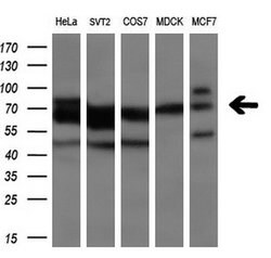 TTLL12 Mouse anti-Human, Clone: OTI1A2, lyophilized, TrueMAB 100 &mu;g;