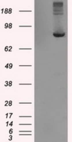 TTLL12 Mouse anti-Human, Clone: OTI4E3, lyophilized, TrueMAB 100 &mu;g;