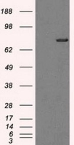 TTLL12 Mouse anti-Human, Rat, Clone: OTI4B2, lyophilized, TrueMAB 100 &mu;g;