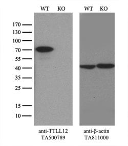 TTLL12 Mouse anti-Human, Rat, Clone: OTI4B2, lyophilized, TrueMAB 100 &mu;g;