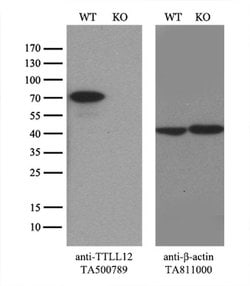 TTLL12 Mouse anti-Human, Rat, Clone: OTI4B2, liquid, TrueMAB 100 &mu;L;