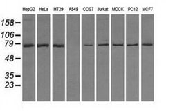 TTLL12 Mouse anti-Canine, Human, Rat, Clone: OTI7F11, liquid, TrueMAB 100