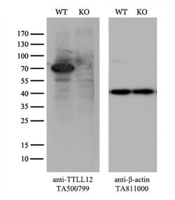 TTLL12 Mouse anti-Canine, Human, Rat, Clone: OTI7F11, liquid, TrueMAB 100