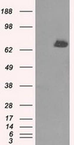 TTLL12 Mouse anti-Human, Clone: OTI6E4, liquid, TrueMAB 100 &mu;L; Unconjugated:Antibodies,