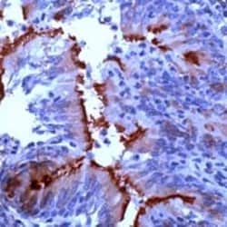 Invitrogen alpha Tubulin Polyclonal Antibody 1 mL; Unconjugated:Antibodies,