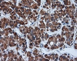 TUBA8 Mouse anti-Human, Clone: OTI3E10, lyophilized, TrueMAB 100 &mu;g;