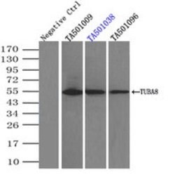 TUBA8 Mouse anti-Human, Clone: OTI2E9, lyophilized, TrueMAB 100 &mu;g;