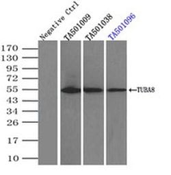 TUBA8 Monoclonal Antibody (OTI2G6), TrueMAB , OriGene 100 &mu;L; Unconjugated:Antibodies,