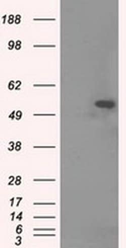 TUBA8 Monoclonal Antibody (OTI2G6), TrueMAB , OriGene 100 &mu;L; Unconjugated:Antibodies,