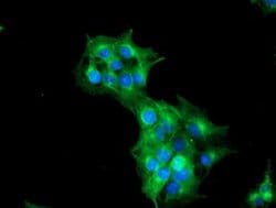 TUBAL3 Monoclonal Antibody (OTI5E4), TrueMAB , OriGene 30 &mu;L; Unconjugated:Antibodies,