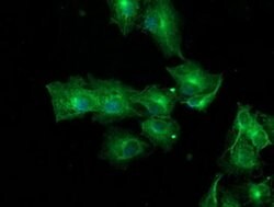 TUBAL3 Monoclonal Antibody (OTI5F10), TrueMAB , OriGene 100 &mu;L; Unconjugated:Antibodies,