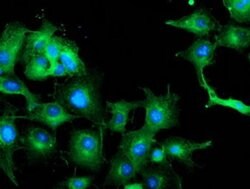 TUBAL3 Monoclonal Antibody (OTI1G6), TrueMAB , OriGene 100 &mu;L; Unconjugated:Antibodies,