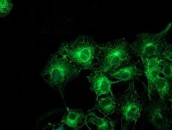 TUBAL3 Monoclonal Antibody (OTI3B7), TrueMAB , OriGene:Antibodies:Primary