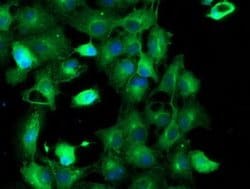 TUBAL3 Monoclonal Antibody (OTI2F6), TrueMAB , OriGene 30 &mu;L; Unconjugated:Antibodies,