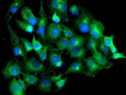 TUBAL3 Monoclonal Antibody (OTI1C2), TrueMAB , OriGene 30 &mu;L; Unconjugated:Antibodies,