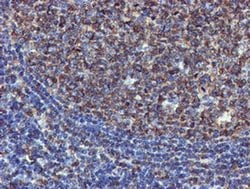 TUBAL3 Monoclonal Antibody (OTI5E4), TrueMAB , OriGene 30 &mu;L; Unconjugated:Antibodies,