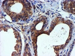 TUBAL3 Monoclonal Antibody (OTI4D9), TrueMAB , OriGene 100 &mu;L; Unconjugated:Antibodies,