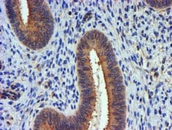 TUBAL3 Monoclonal Antibody (OTI4D9), TrueMAB , OriGene 100 &mu;L; Unconjugated:Antibodies,