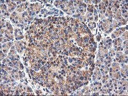 TUBAL3 Monoclonal Antibody (OTI1G6), TrueMAB , OriGene 100 &mu;L; Unconjugated:Antibodies,