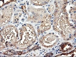 TUBAL3 Monoclonal Antibody (OTI1G6), TrueMAB , OriGene 100 &mu;L; Unconjugated:Antibodies,