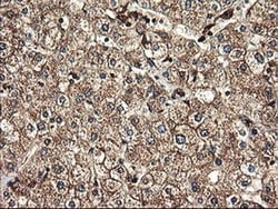 TUBAL3 Monoclonal Antibody (OTI1G6), TrueMAB , OriGene 100 &mu;L; Unconjugated:Antibodies,