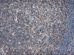 TUBAL3 Monoclonal Antibody (OTI2F6), TrueMAB , OriGene 30 &mu;L; Unconjugated:Antibodies,