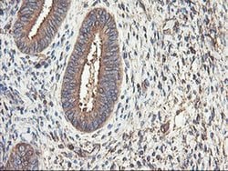 TUBAL3 Monoclonal Antibody (OTI1C2), TrueMAB , OriGene 30 &mu;L; Unconjugated:Antibodies,