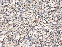 TUBAL3 Monoclonal Antibody (OTI1C2), TrueMAB , OriGene 30 &mu;L; Unconjugated:Antibodies,