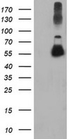 TUBAL3 Monoclonal Antibody (OTI1G6), TrueMAB , OriGene 100 &mu;L; Unconjugated:Antibodies,