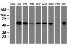 TUBAL3 Monoclonal Antibody (OTI3B7), TrueMAB , OriGene 100 &mu;L; Unconjugated:Antibodies,