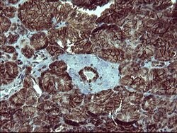 TUBB1 Mouse anti-Human, Clone: OTI1B9, lyophilized, TrueMAB 100 &mu;g;