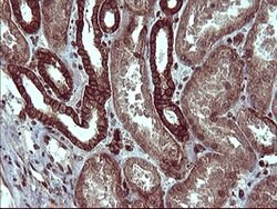 TUBB1 Mouse anti-Human, Clone: OTI1B9, lyophilized, TrueMAB 100 &mu;g;